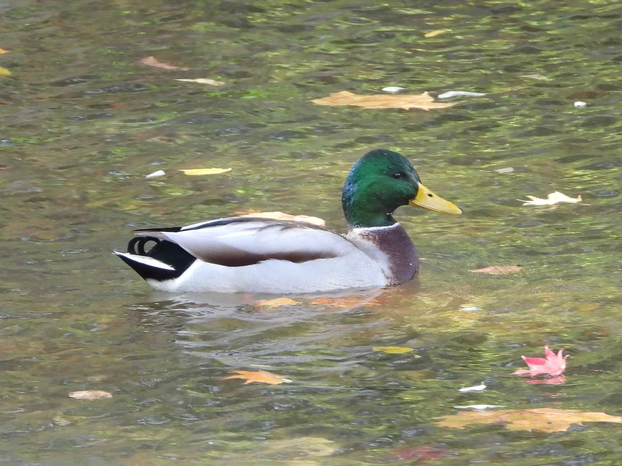 中島公園 マガモの写真