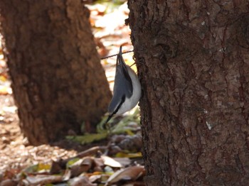 2023年11月11日(土) 中島公園の野鳥観察記録