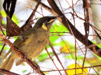 Lewin's Honeyeater Narrabeen, NSW, Australia Sat, 11/18/2023