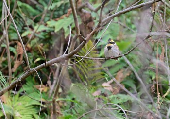 2023年11月18日(土) 荒川ダムの野鳥観察記録