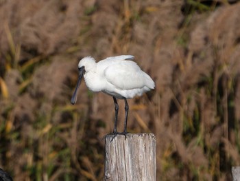 2023年11月18日(土) 葛西臨海公園の野鳥観察記録