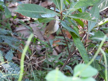 Japanese Bush Warbler(diphone) Ogasawara Islands Mon, 11/13/2023