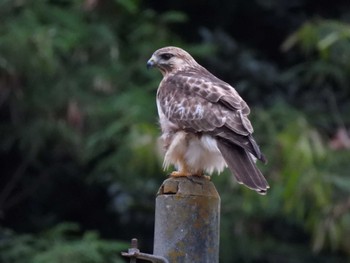 Eastern Buzzard Ogasawara Islands Mon, 11/13/2023