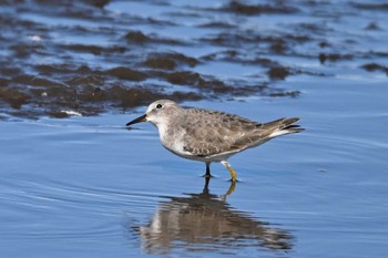 Temminck's Stint 多々良沼公園 Sat, 11/18/2023