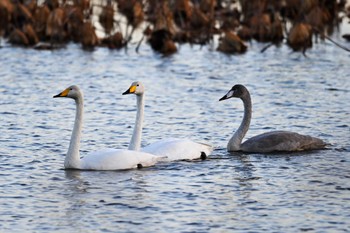 Whooper Swan 城沼 Sat, 11/18/2023