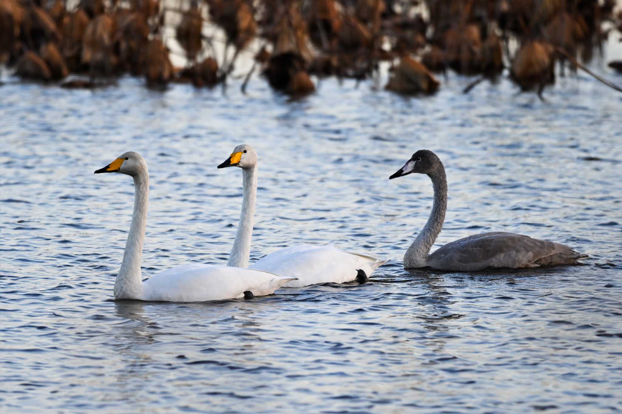 Photo of Whooper Swan at 城沼 by Yokai