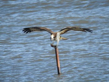 Sat, 11/18/2023 Birding report at 日の出三番瀬沿い緑道