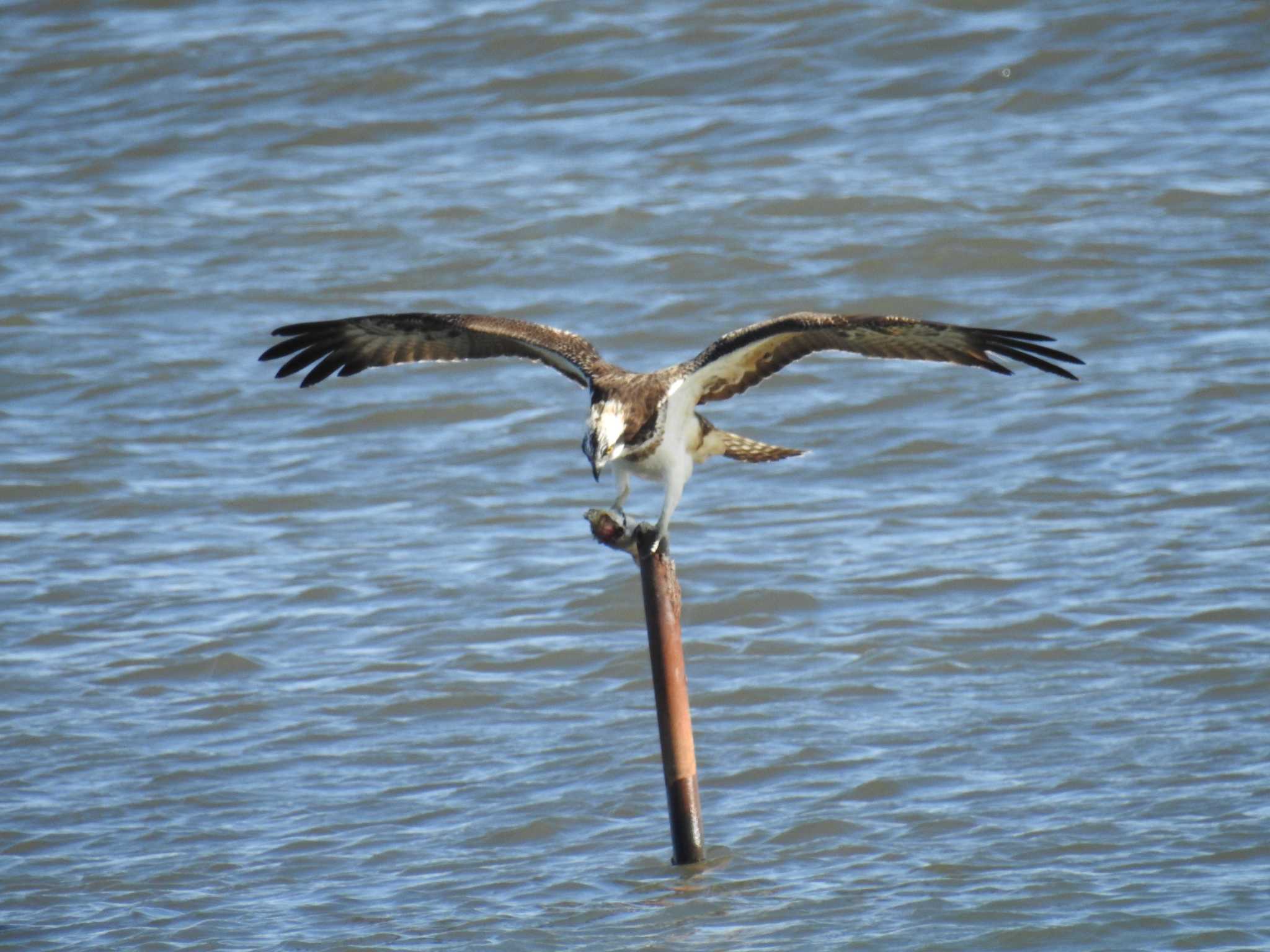 Osprey