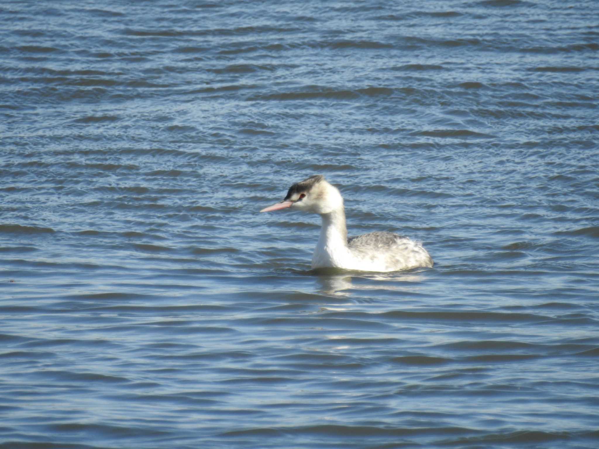 Great Crested Grebe