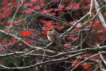 Yellow-throated Bunting 朽木いきものふれあいの里 Fri, 11/17/2023