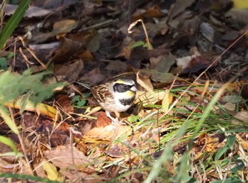 Yellow-throated Bunting 朽木いきものふれあいの里 Fri, 11/17/2023