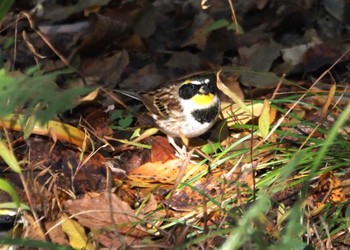 Yellow-throated Bunting 朽木いきものふれあいの里 Fri, 11/17/2023