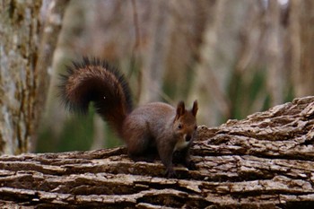 Unknown Species 青葉公園(千歳市) Sat, 11/18/2023