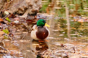 Mallard 青葉公園(千歳市) Sat, 11/18/2023