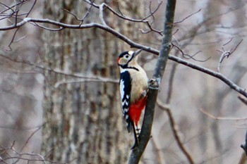Great Spotted Woodpecker 青葉公園(千歳市) Sat, 11/18/2023