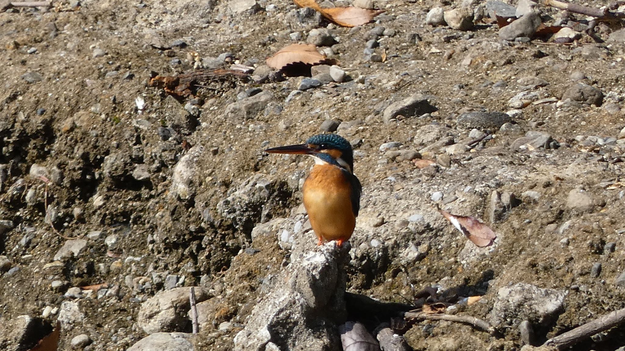 Common Kingfisher