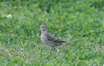 2023年11月18日(土) 多摩川緑地福生南公園の野鳥観察記録