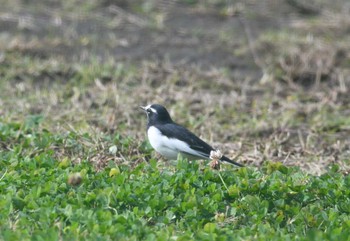 セグロセキレイ 多摩川緑地福生南公園 2023年11月18日(土)