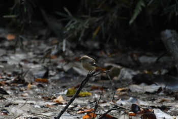 Daurian Redstart 小山田緑地公園 Sat, 11/18/2023