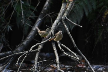 Daurian Redstart 小山田緑地公園 Sat, 11/18/2023