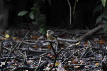 Daurian Redstart 小山田緑地公園 Sat, 11/18/2023