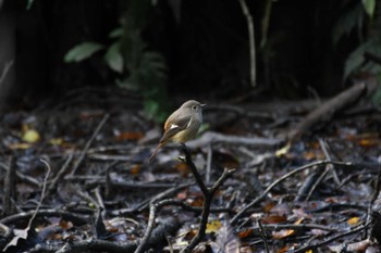 Daurian Redstart 小山田緑地公園 Sat, 11/18/2023