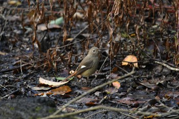 ジョウビタキ 小山田緑地公園 2023年11月18日(土)