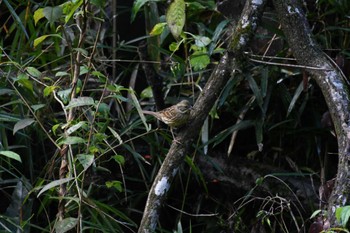 Masked Bunting 小山田緑地公園 Sat, 11/18/2023