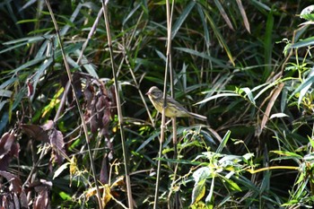 アオジ 小山田緑地公園 2023年11月18日(土)