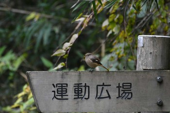 ジョウビタキ 小山田緑地公園 2023年11月18日(土)