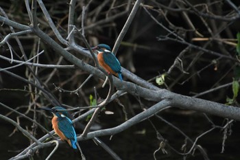 Common Kingfisher 恩田川 Sat, 11/18/2023