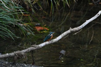 Common Kingfisher 恩田川 Sat, 11/18/2023