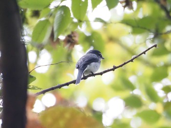 リュウキュウサンショウクイ 水元公園 2023年11月18日(土)