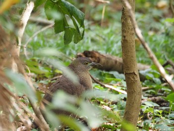 Japanese Night Heron Mizumoto Park Sat, 11/18/2023