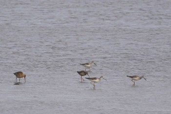 タカブシギ いしかり調整池(石狩調整池) 2023年9月17日(日)