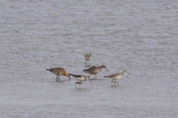 タカブシギ いしかり調整池(石狩調整池) 2023年9月17日(日)