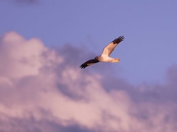 Hen Harrier Watarase Yusuichi (Wetland) Sat, 11/18/2023