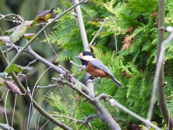 Varied Tit 豊平公園(札幌市) Sat, 11/18/2023