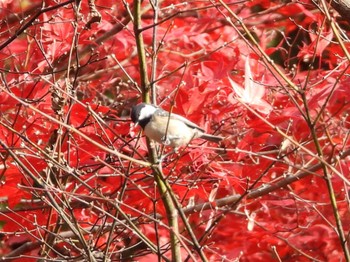 ヒガラ 豊平公園(札幌市) 2023年11月18日(土)