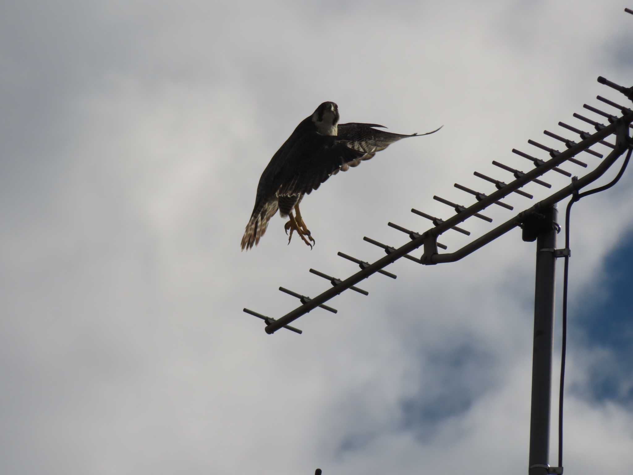 Photo of Peregrine Falcon at 多摩川 by ツートン