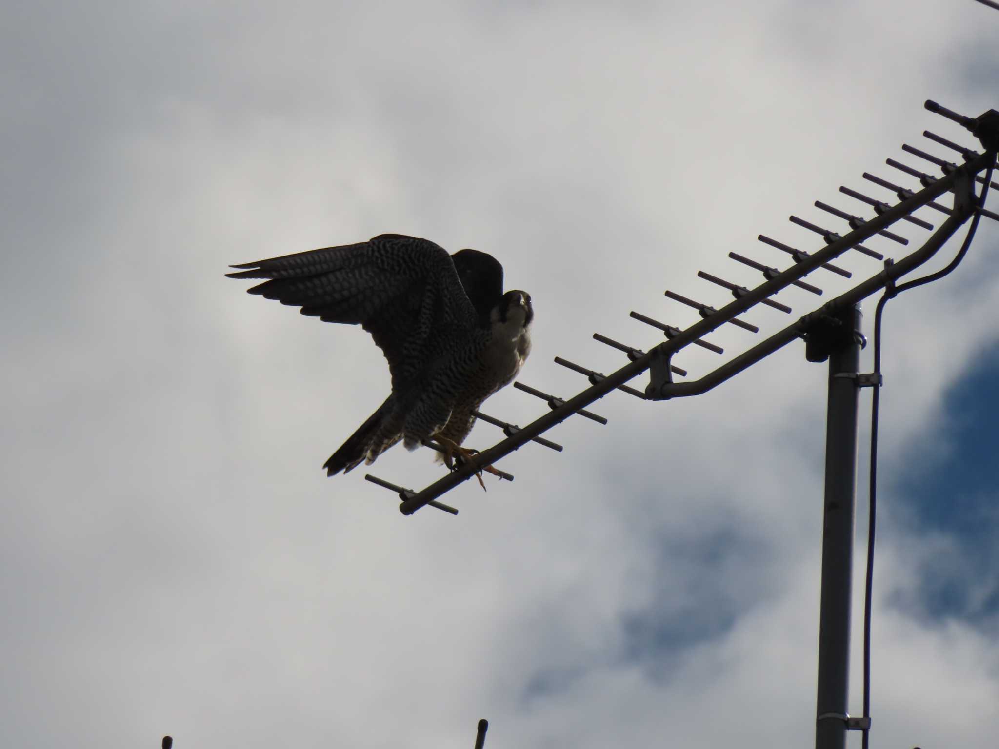 Photo of Peregrine Falcon at 多摩川 by ツートン