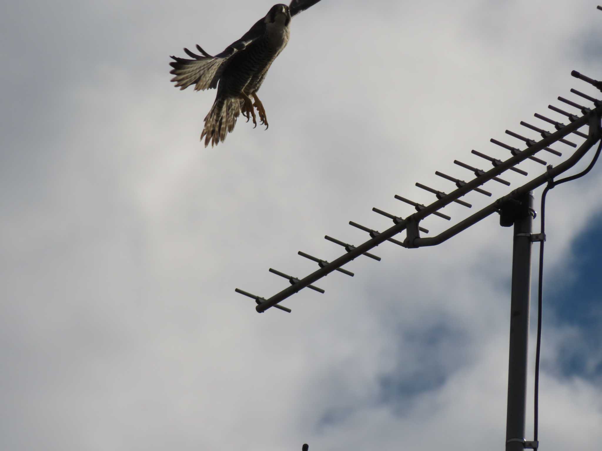 Photo of Peregrine Falcon at 多摩川 by ツートン