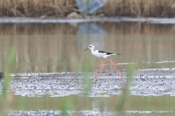 Sat, 9/16/2023 Birding report at 蒲生干潟(仙台市)