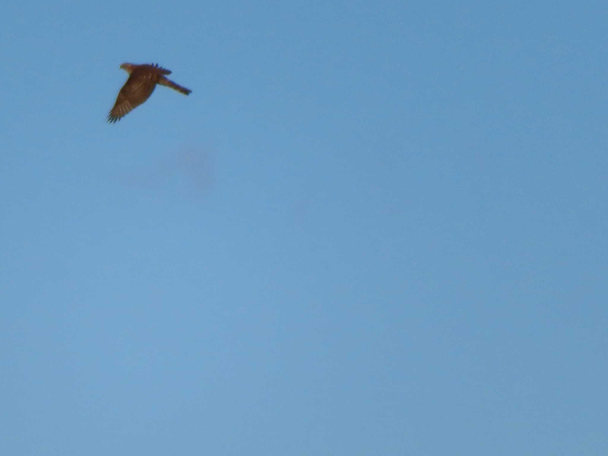 Photo of Eurasian Goshawk at 多摩川 by ツートン