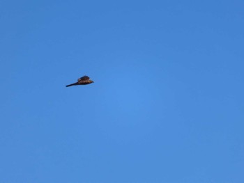 Eurasian Goshawk 多摩川 Sat, 11/18/2023