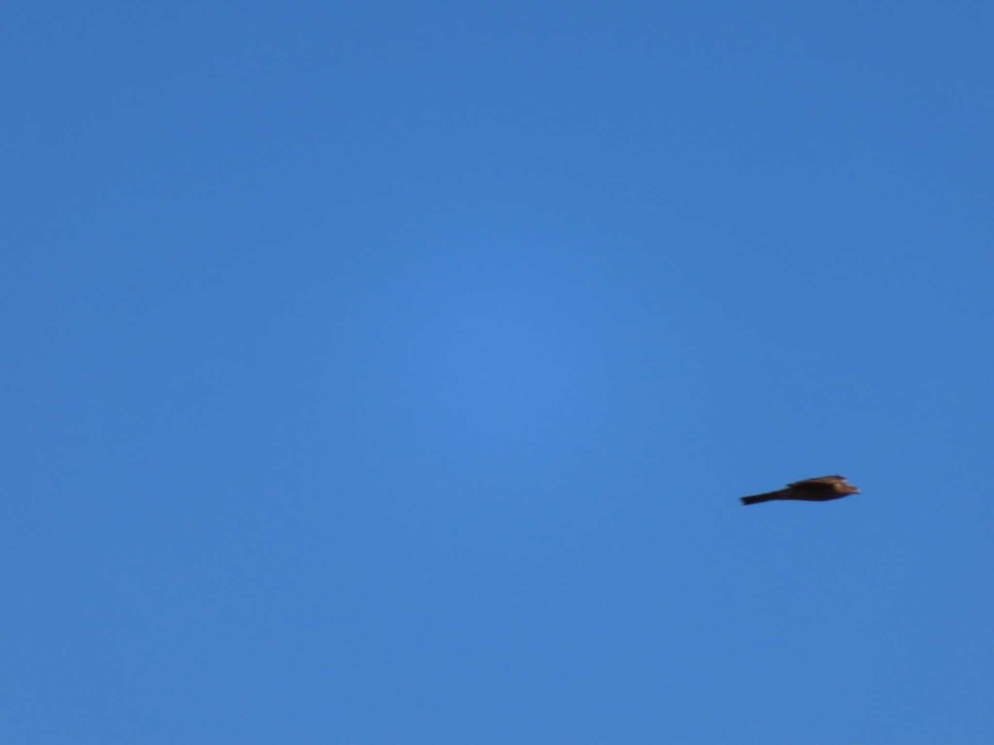 Photo of Eurasian Goshawk at 多摩川 by ツートン