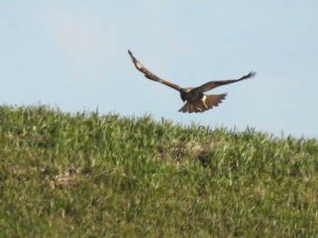 2023年11月18日(土) 渡良瀬遊水地の野鳥観察記録