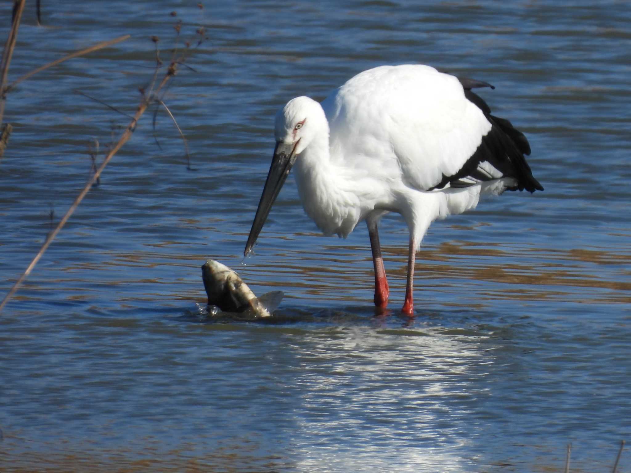 コウノトリ