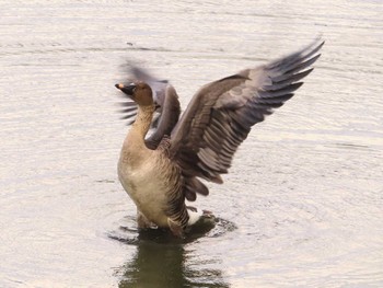 2023年11月18日(土) 境川遊水地公園の野鳥観察記録