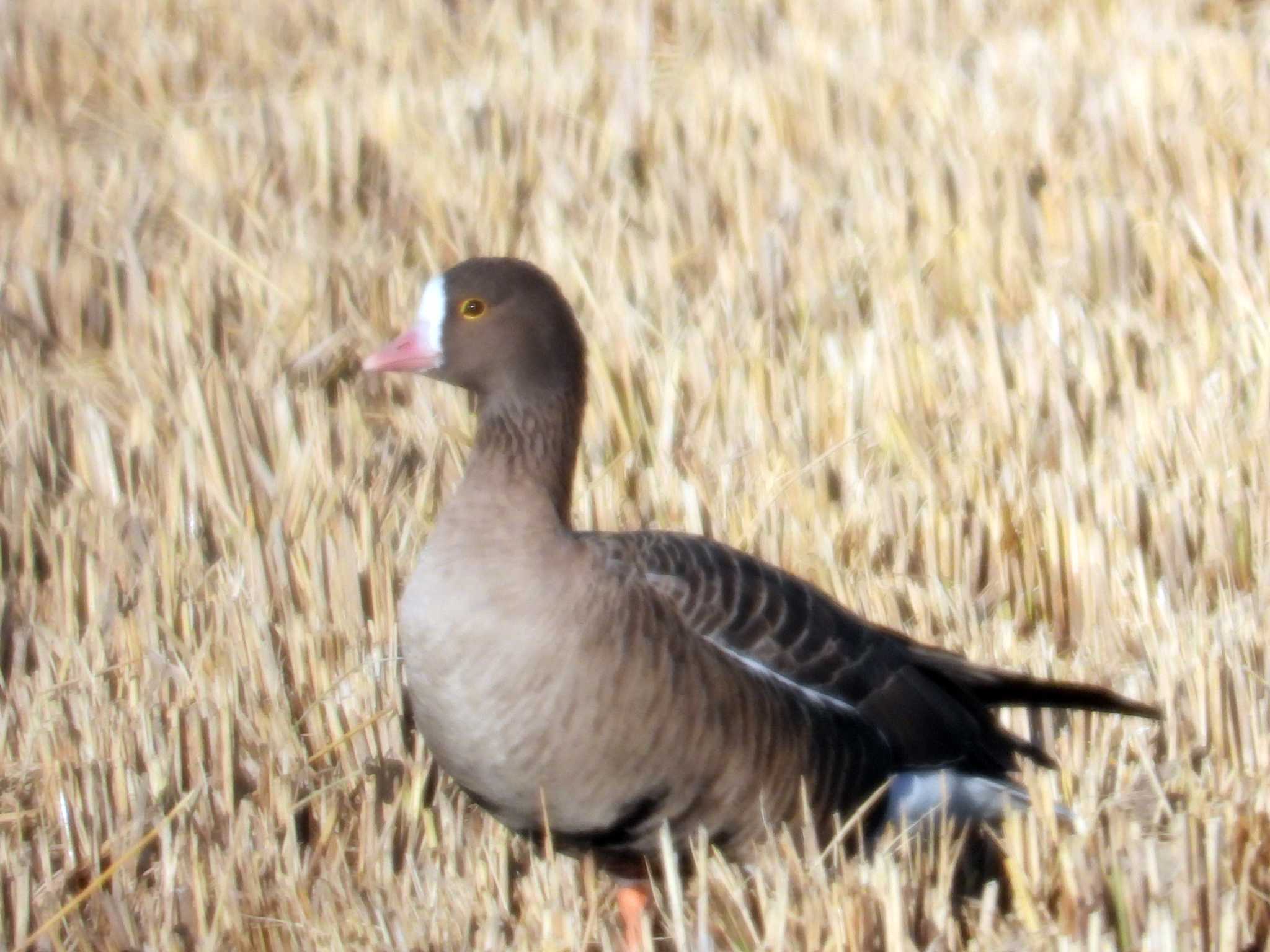 Photo of Lesser White-fronted Goose at Izunuma by くーちゃんねる